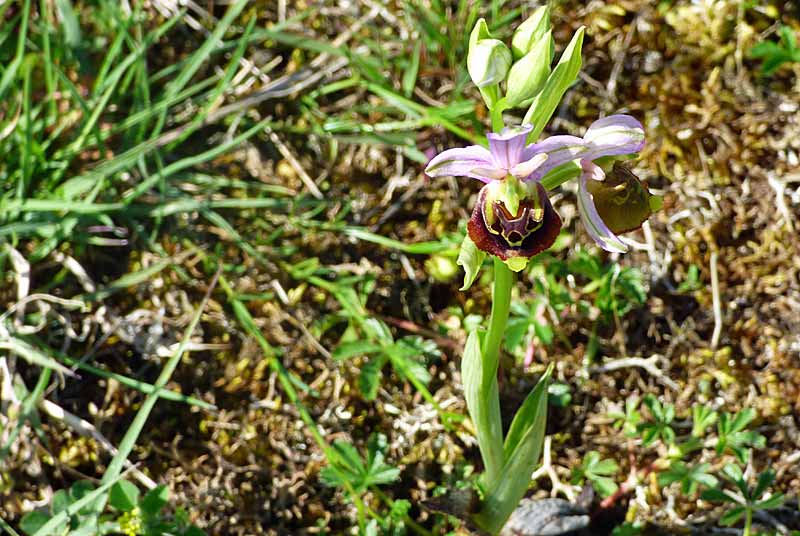 PELOUSE SECHE DE LA COMBE DE MAATZ