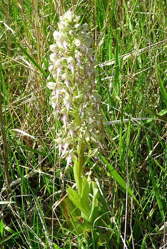 PELOUSE SECHE DE LA COMBE DE MAATZ, Chassigny