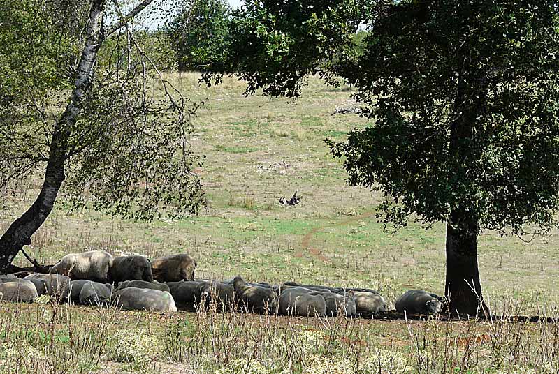 PELOUSE SECHE DE LA COMBE DE MAATZ, Chassigny - photo 4