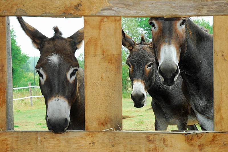 Randonnée avec un âne - Les Chemins de Traverse, Auberive - photo 4