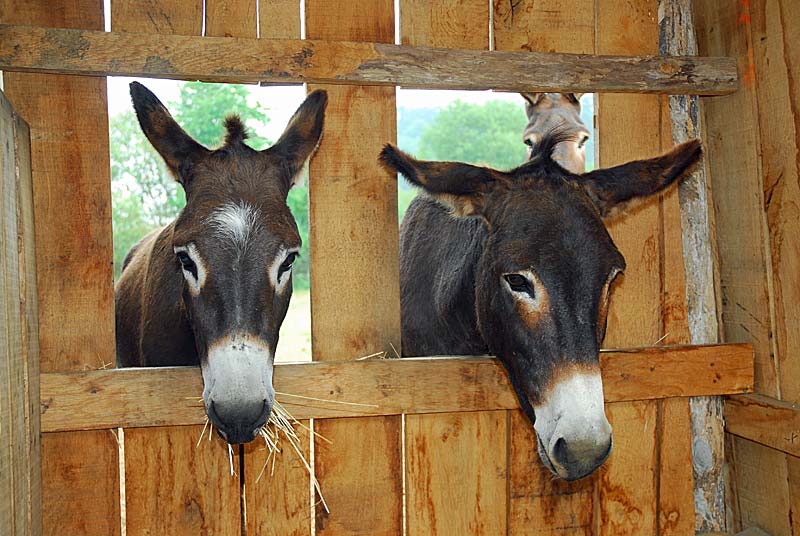 Randonnée avec un âne - Les Chemins de Traverse, Auberive - photo 5