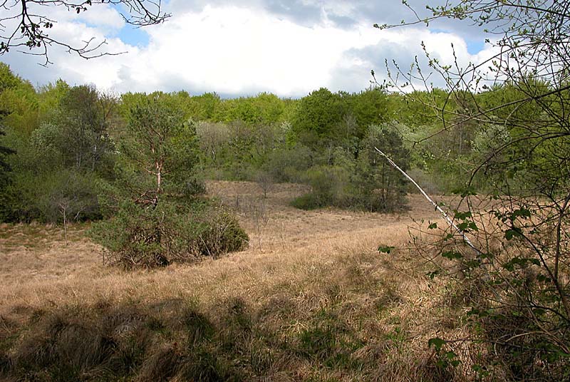 MARAIS DE CHALMESSIN, Vals-des-Tilles - photo 11