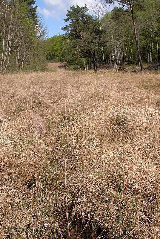 MARAIS DE CHALMESSIN, Vals-des-Tilles - photo 4