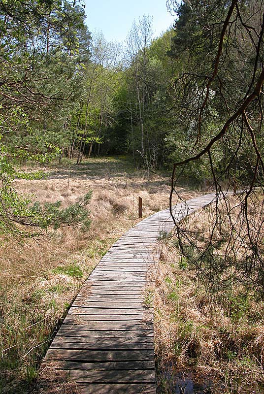 MARAIS DE CHALMESSIN, Vals-des-Tilles