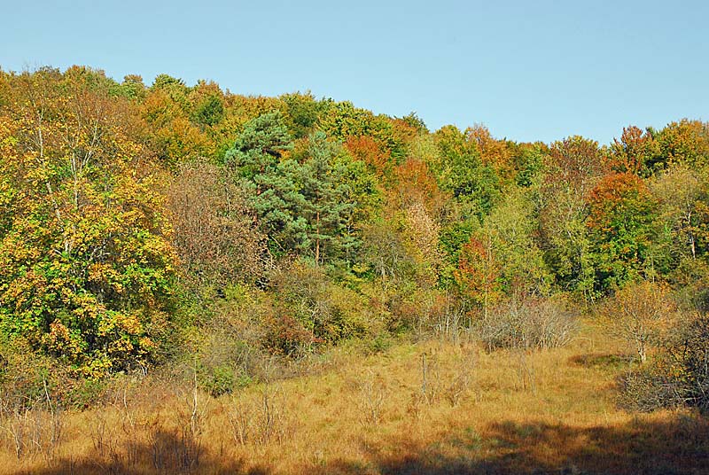 MARAIS DE CHALMESSIN, Vals-des-Tilles - photo 8