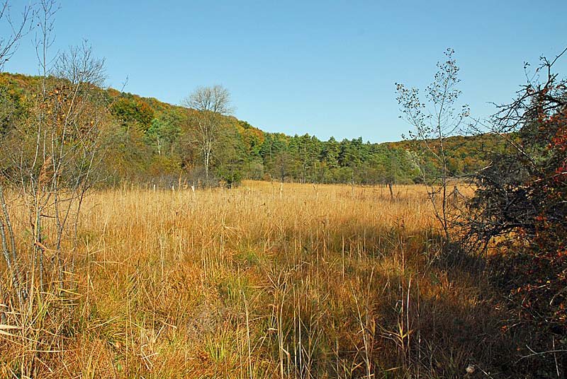 MARAIS DE CHALMESSIN, Vals-des-Tilles - photo 2