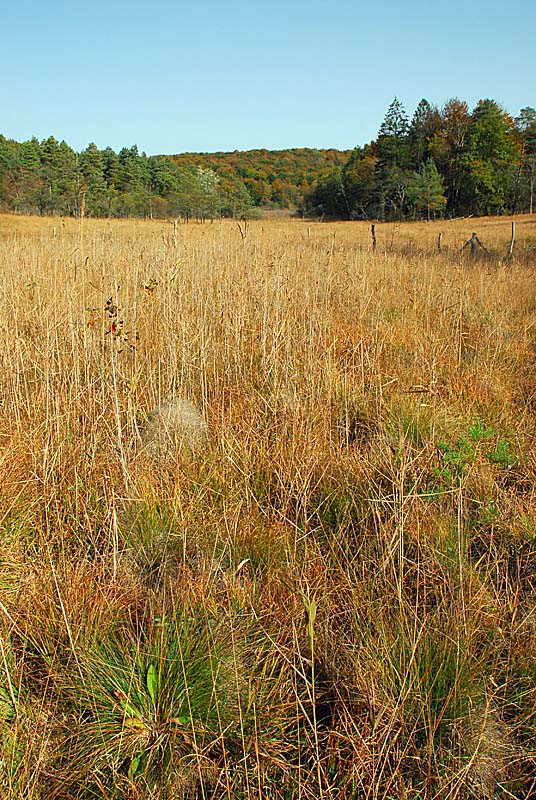 MARAIS DE CHALMESSIN, Vals-des-Tilles - photo 7