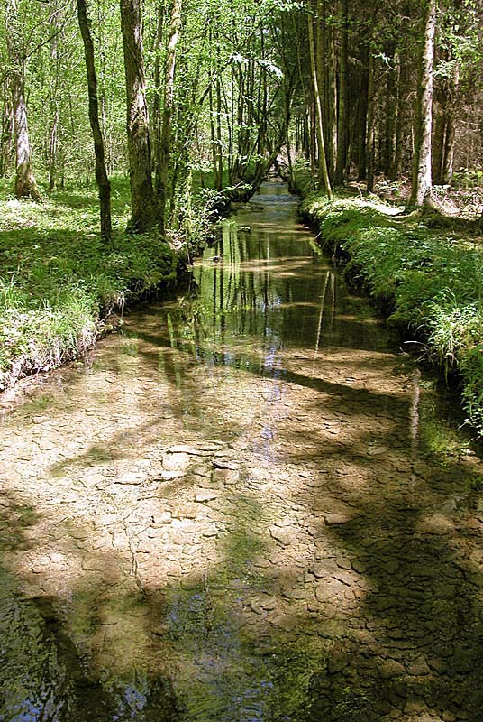 SOURCE DE L'AUBE, Auberive - photo 4