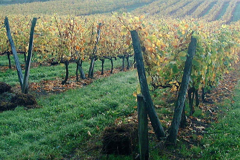 Domaine Camus Renaut