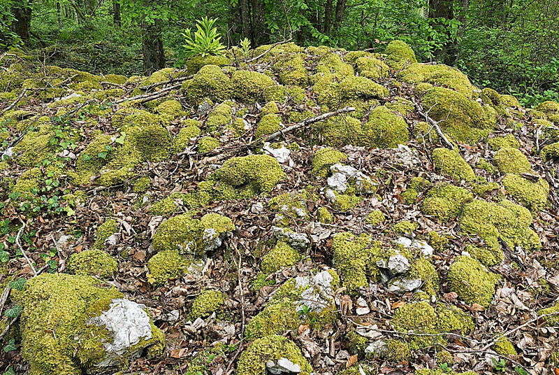 SITE NEOLITHIQUE DE FORT BEVAUX, Andelot-Blancheville - photo 6