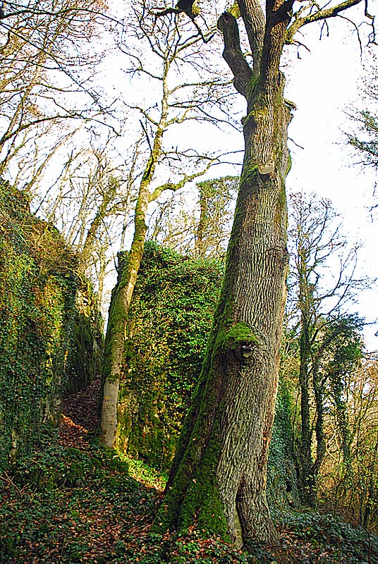BOIS DES FALAISES ET DU VALLON DE LA DHUIS, Le Val-d'Esnoms - photo 2