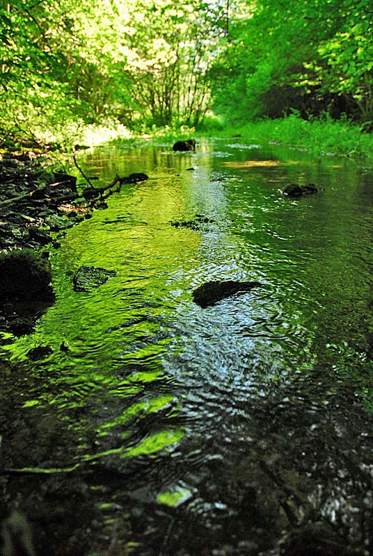 SOURCE DE LA MOUCHE, Noidant-le-Rocheux - photo 4