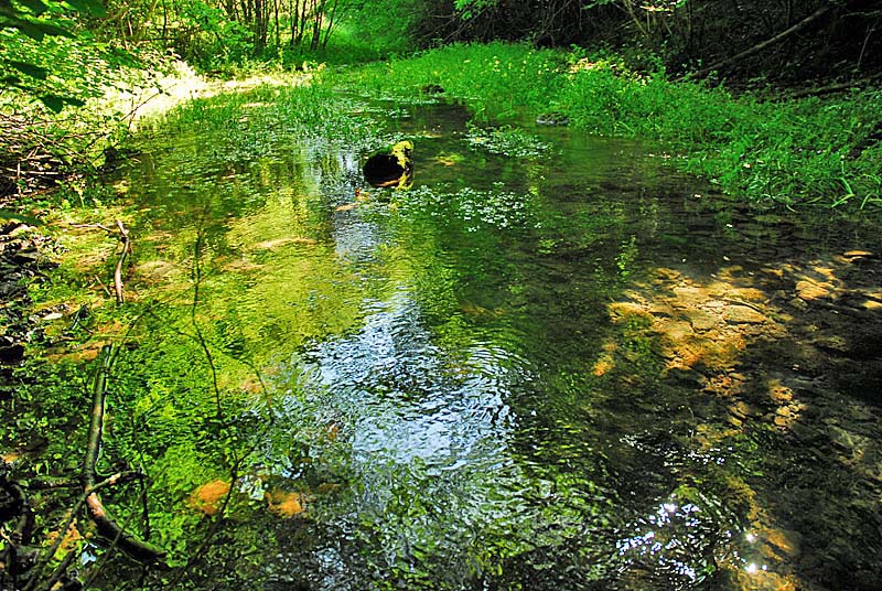 SOURCE DE LA MOUCHE, Noidant-le-Rocheux - photo 7