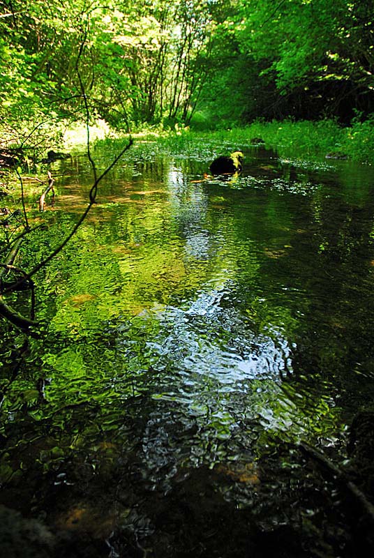 SOURCE DE LA MOUCHE, Noidant-le-Rocheux - photo 8
