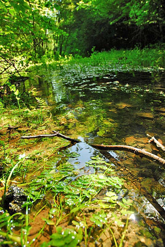 SOURCE DE LA MOUCHE, Noidant-le-Rocheux - photo 3