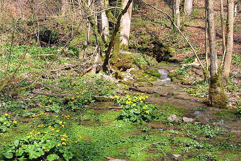 SOURCE DE LA VINGEANNE