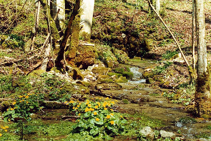 SOURCE DE LA VINGEANNE, Aprey