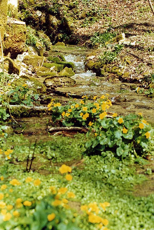 SOURCE DE LA VINGEANNE, Aprey - photo 3