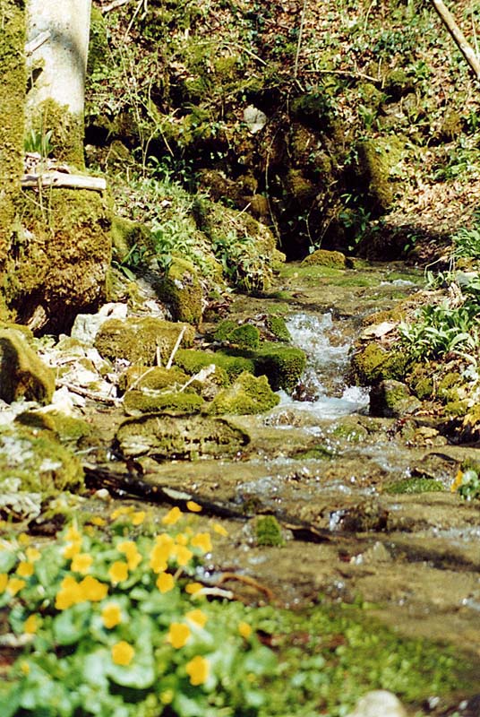 SOURCE DE LA VINGEANNE, Aprey - photo 2