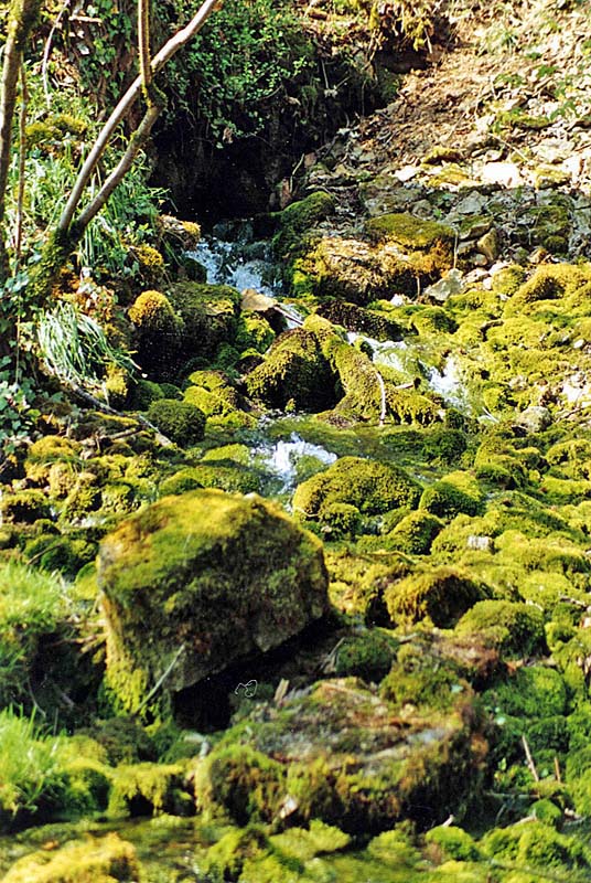 SOURCE DE SÉNANCE, Courcelles-en-Montagne
