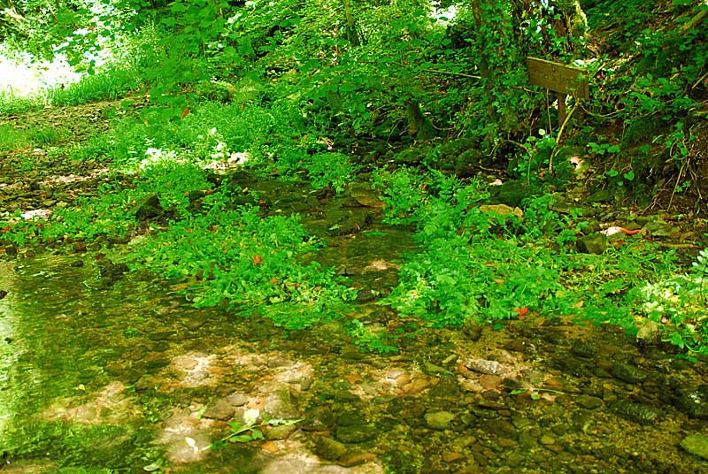 SOURCE DE SÉNANCE, Courcelles-en-Montagne - photo 4