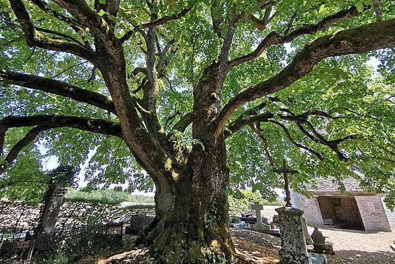 TILLEUL "SULLY" DE L'EGLISE D'AUBIGNY