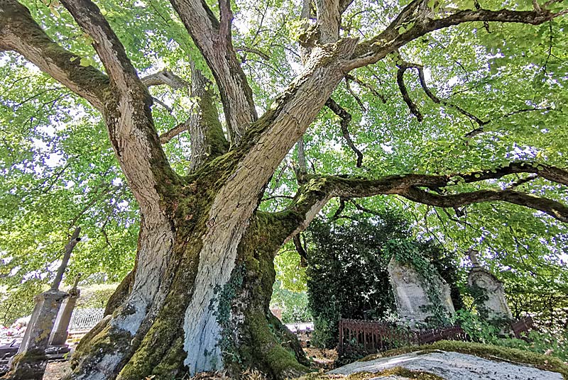 TILLEUL "SULLY" DE L'EGLISE D'AUBIGNY, Le Montsaugeonnais - photo 7