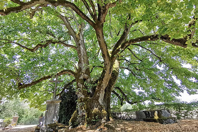 TILLEUL "SULLY" DE L'EGLISE D'AUBIGNY, Le Montsaugeonnais - photo 5