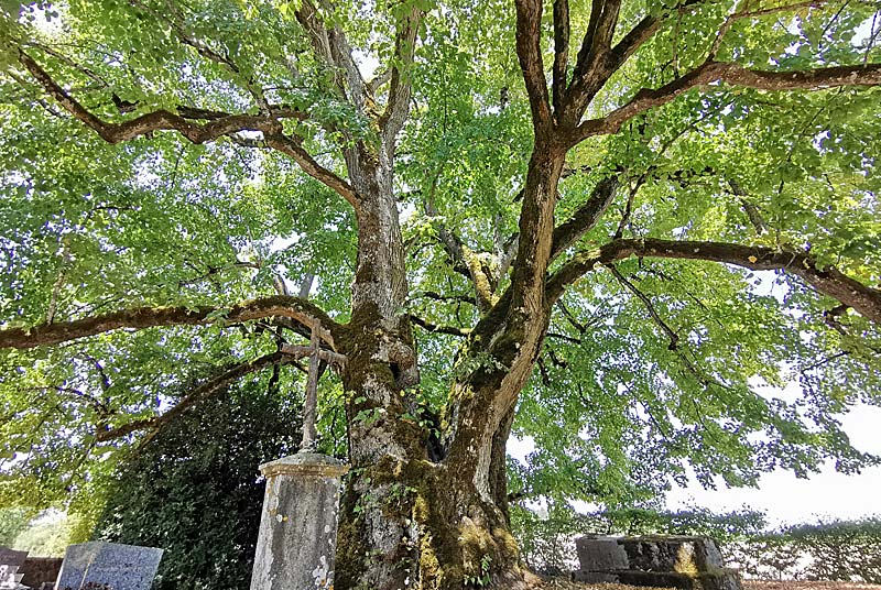 TILLEUL "SULLY" DE L'EGLISE D'AUBIGNY, Le Montsaugeonnais