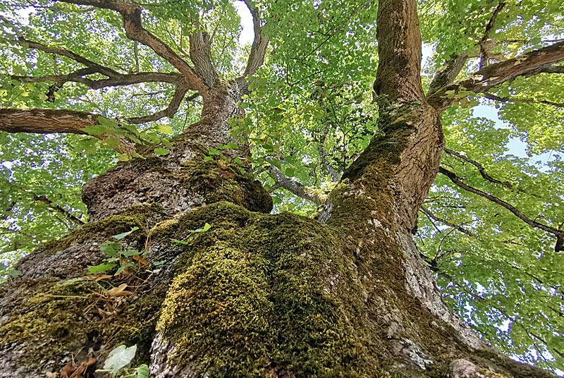 TILLEUL "SULLY" DE L'EGLISE D'AUBIGNY, Le Montsaugeonnais - photo 2
