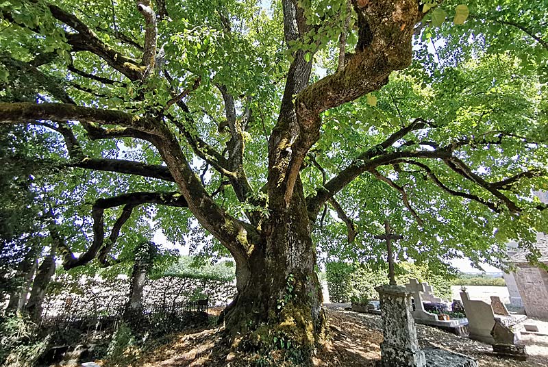 TILLEUL "SULLY" DE L'EGLISE D'AUBIGNY, Le Montsaugeonnais - photo 4