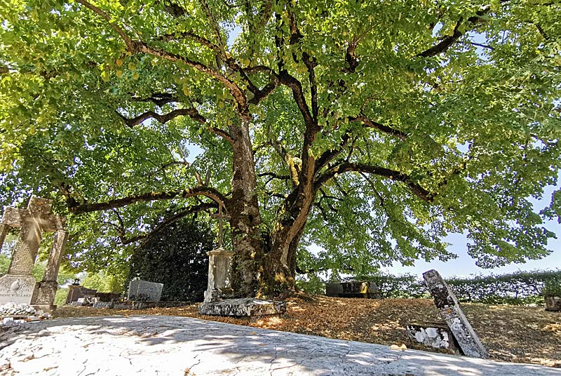 TILLEUL "SULLY" DE L'EGLISE D'AUBIGNY, Le Montsaugeonnais - photo 6