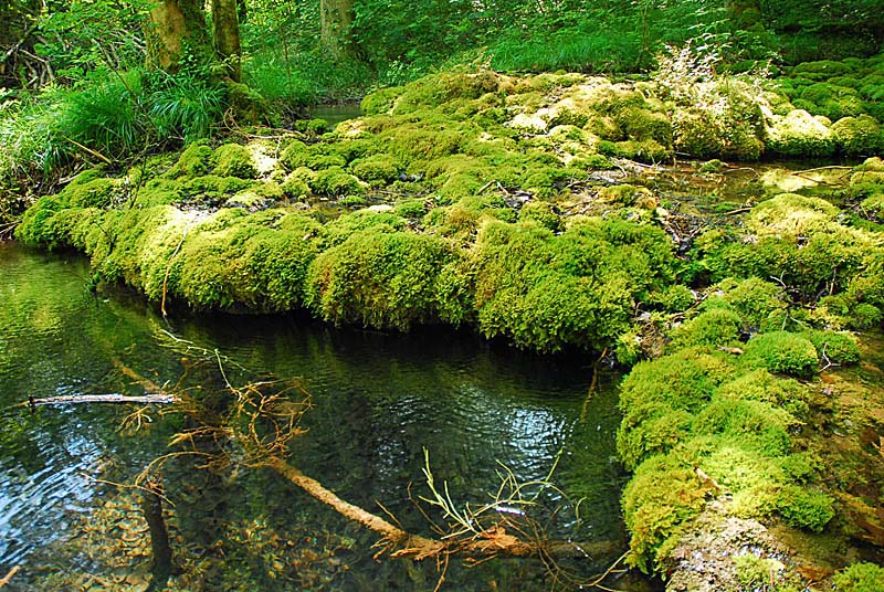 TUFIERE D'AMOREY, Auberive - photo 15