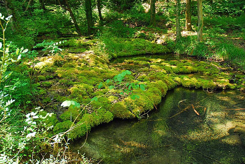 TUFIERE D'AMOREY, Auberive - photo 13