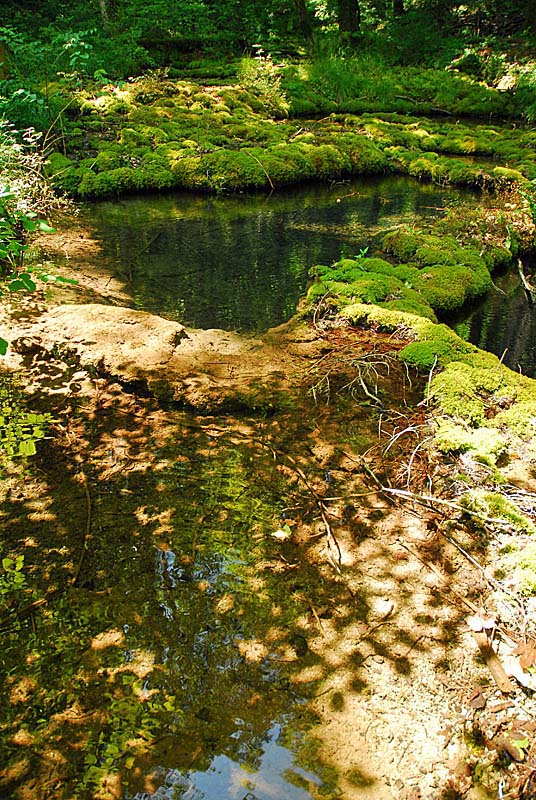 TUFIERE D'AMOREY, Auberive - photo 5