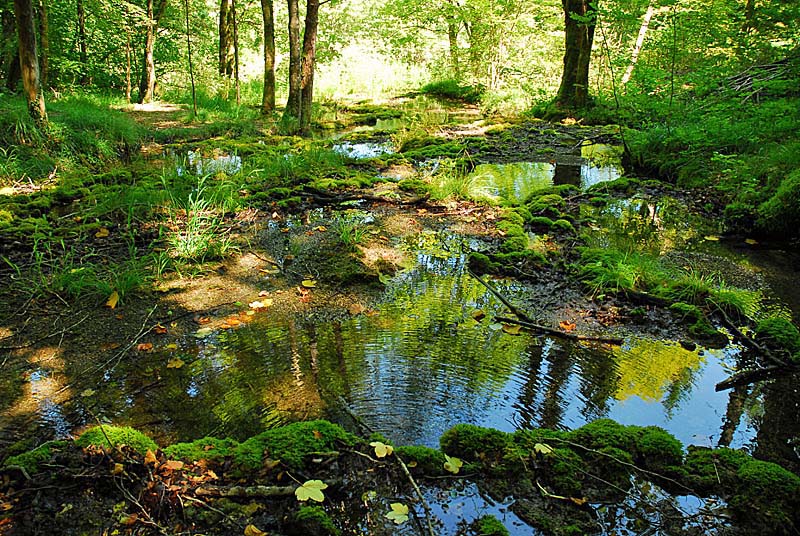 TUFIERE D'AMOREY, Auberive - photo 14