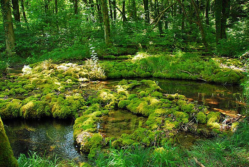 TUFIERE D'AMOREY, Auberive - photo 3