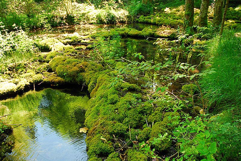 TUFIERE D'AMOREY, Auberive - photo 9