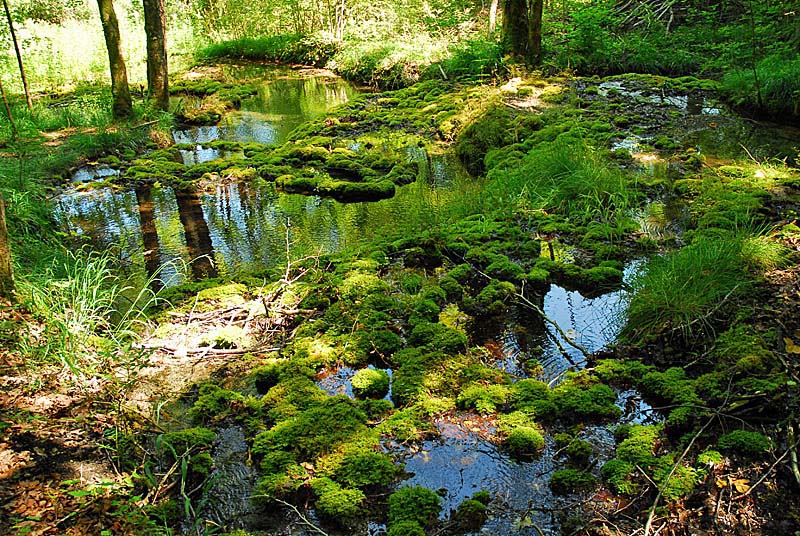 TUFIERE D'AMOREY, Auberive