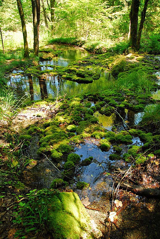 TUFIERE D'AMOREY, Auberive - photo 6