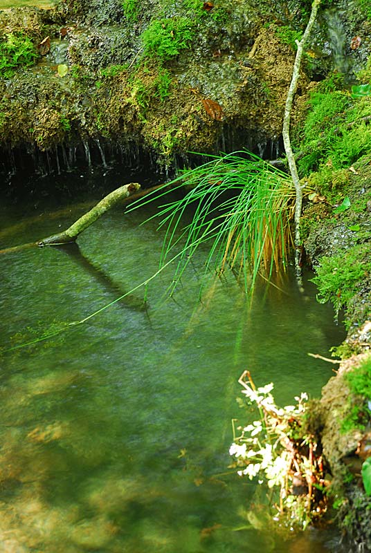 TUFIERE D'AMOREY, Auberive - photo 11