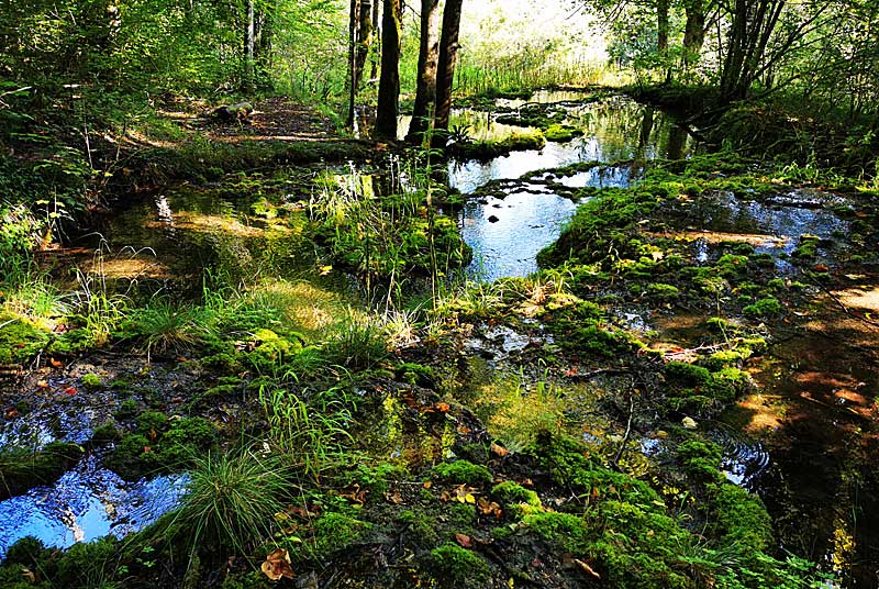 TUFIERE D'AMOREY, Auberive - photo 16