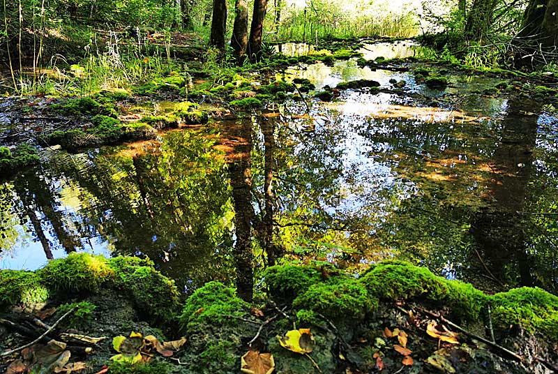 TUFIERE D'AMOREY, Auberive - photo 17