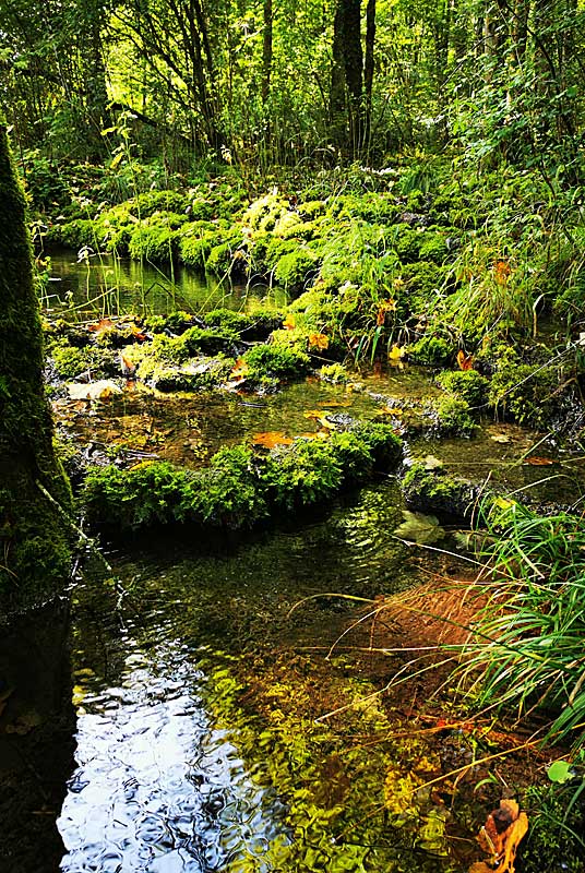 TUFIERE D'AMOREY, Auberive - photo 8