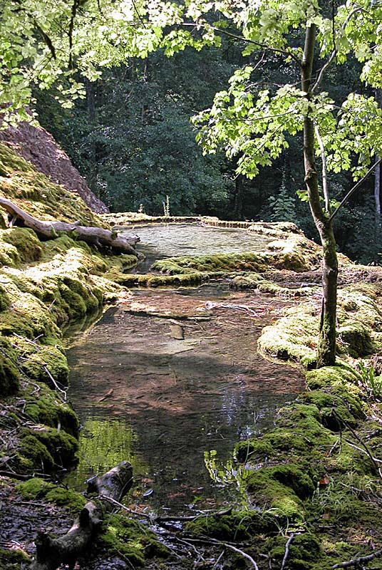 Tufière de Rolampont, Rolampont - photo 4