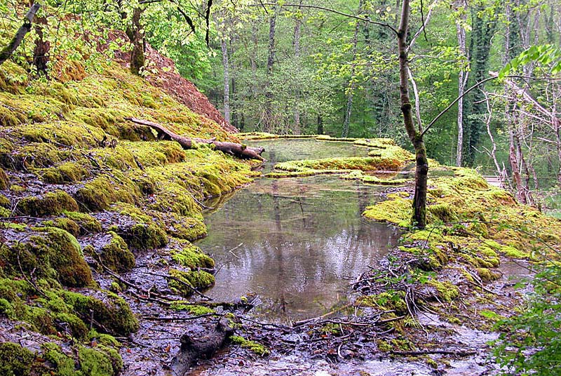 Tufière de Rolampont, Rolampont - photo 12