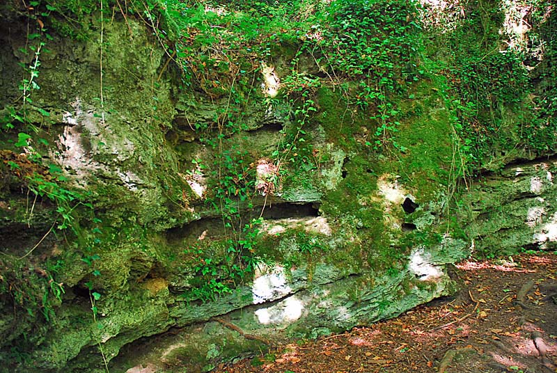 Tufière de Rolampont, Rolampont - photo 15