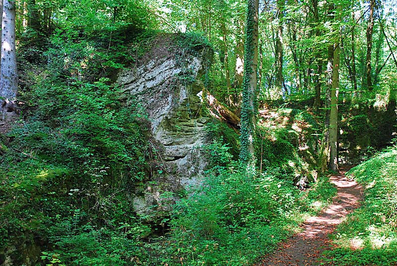 Tufière de Rolampont, Rolampont - photo 19