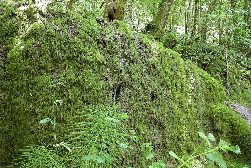 TUFIERE DE FONTAINE LEGERE, Saint-Ciergues - photo 2