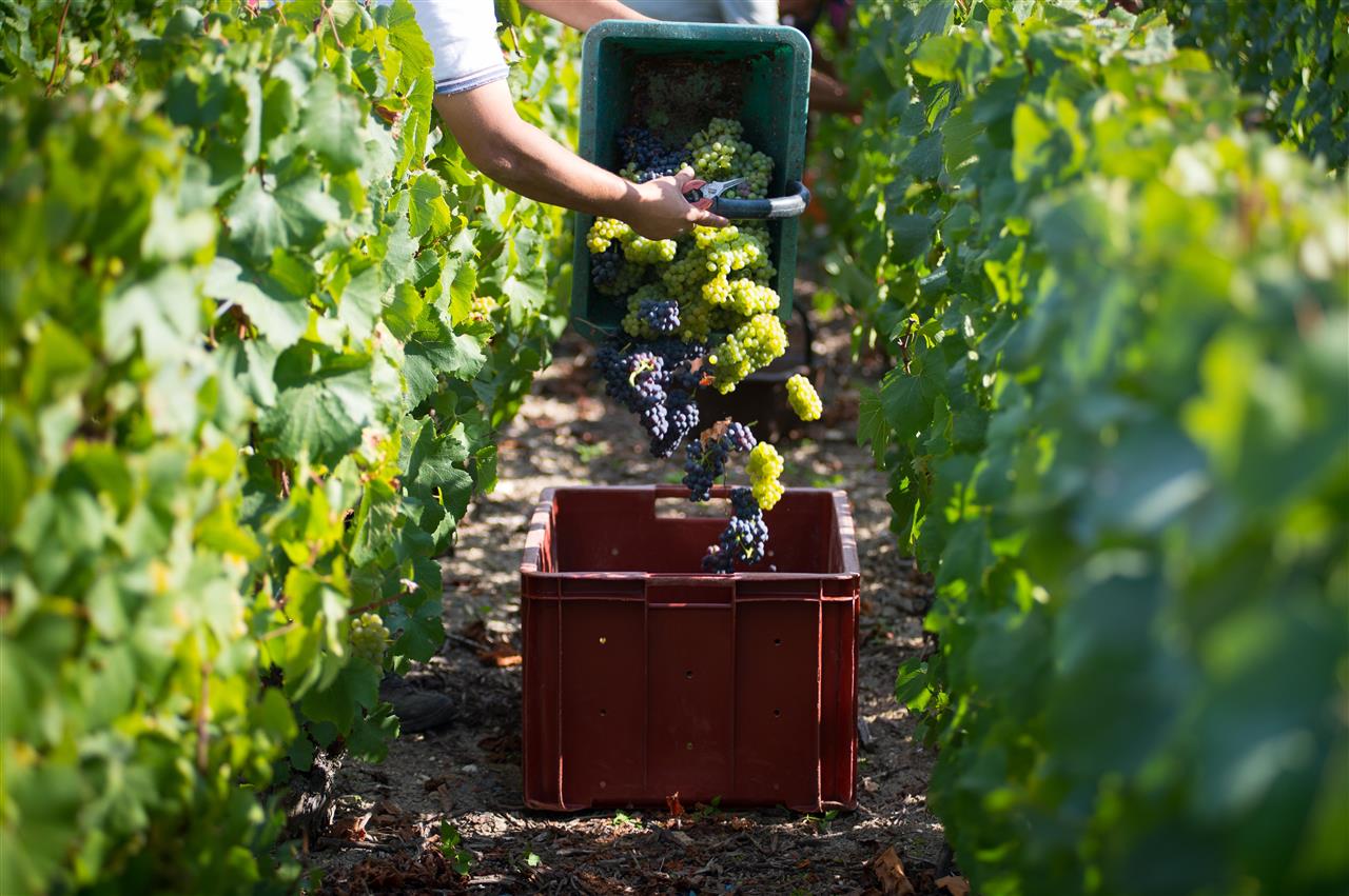 champagne-roger-constant-lemaire-vendanges-1